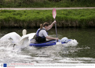 Vicious Swan who attacks rowers on the River Cam in Cambridge, Britain - 07 Apr 2009