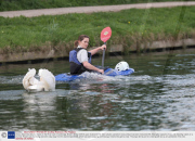 Vicious Swan who attacks rowers on the River Cam in Cambridge, Britain - 07 Apr 2009