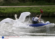 Vicious Swan who attacks rowers on the River Cam in Cambridge, Britain - 07 Apr 2009