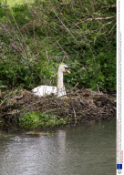 Vicious Swan who attacks rowers on the River Cam in Cambridge, Britain - 07 Apr 2009