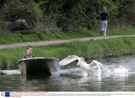 Vicious Swan who attacks rowers on the River Cam in Cambridge, Britain - 07 Apr 2009