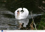 Vicious Swan who attacks rowers on the River Cam in Cambridge, Britain - 07 Apr 2009