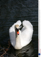 Vicious Swan who attacks rowers on the River Cam in Cambridge, Britain - 07 Apr 2009