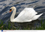 Vicious Swan who attacks rowers on the River Cam in Cambridge, Britain - 07 Apr 2009