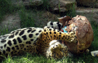 (2)ARGENTINA-BUENOS AIRES-ZOO-EASTER