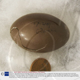Lost Darwin egg rediscovered at Cambridge University's Zoology Museum, Britain - 09 Apr 2009