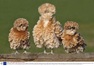 Polish Frizzle Chickens at Golden Valley Poultry Farm in Grayshott, Surrey, Britain - 02 Apr 2009