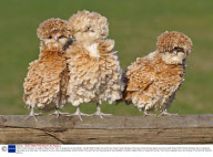Polish Frizzle Chickens at Golden Valley Poultry Farm in Grayshott, Surrey, Britain - 02 Apr 2009