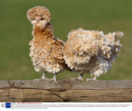 Polish Frizzle Chickens at Golden Valley Poultry Farm in Grayshott, Surrey, Britain - 02 Apr 2009