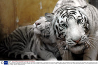 A pair of one-year-old white tigers which were a gift from Moscow zoo, Haifa Zoo, Israel - 14 Apr 2009