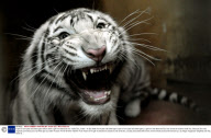 A pair of one-year-old white tigers which were a gift from Moscow zoo, Haifa Zoo, Israel - 14 Apr 2009