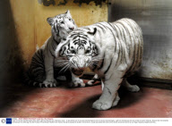A pair of one-year-old white tigers which were a gift from Moscow zoo, Haifa Zoo, Israel - 14 Apr 2009