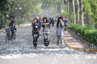Beijing Pollen Storm caused by 300,000 female poplar trees
