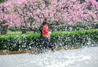 Beijing Pollen Storm caused by 300,000 female poplar trees