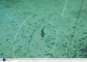 Malaysia and Thailand - 2009
