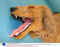 Rescue Critters mannequins for teaching pet first aid, California, America - Apr 2009