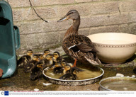 Family of ducks march through shop to reach river, St Ives, Cambridge, Britain - 28 Apr 2009
