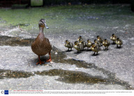 Family of ducks march through shop to reach river, St Ives, Cambridge, Britain - 28 Apr 2009