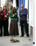 Family of ducks march through shop to reach river, St Ives, Cambridge, Britain - 28 Apr 2009