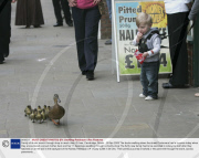 Family of ducks march through shop to reach river, St Ives, Cambridge, Britain - 28 Apr 2009