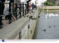 Family of ducks march through shop to reach river, St Ives, Cambridge, Britain - 28 Apr 2009