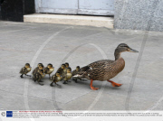 Family of ducks march through shop to reach river, St Ives, Cambridge, Britain - 28 Apr 2009