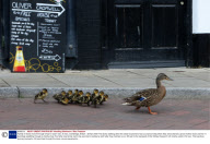 Family of ducks march through shop to reach river, St Ives, Cambridge, Britain - 28 Apr 2009