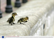 Family of ducks march through shop to reach river, St Ives, Cambridge, Britain - 28 Apr 2009