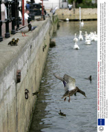 Family of ducks march through shop to reach river, St Ives, Cambridge, Britain - 28 Apr 2009