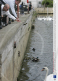 Family of ducks march through shop to reach river, St Ives, Cambridge, Britain - 28 Apr 2009