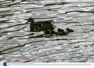 Family of ducks march through shop to reach river, St Ives, Cambridge, Britain - 28 Apr 2009