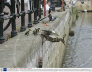 Family of ducks march through shop to reach river, St Ives, Cambridge, Britain - 28 Apr 2009