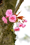 in blossom