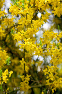 in blossom