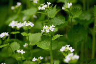 in blossom