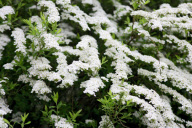 in blossom
