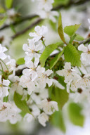 in blossom