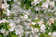 in blossom