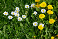 in blossom