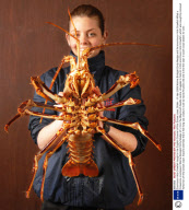 Enormous 4 kilo Crawfish caught in the English Channel off the Dorset coast, Britain - 01 Apr 2009