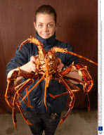 Enormous 4 kilo Crawfish caught in the English Channel off the Dorset coast, Britain - 01 Apr 2009