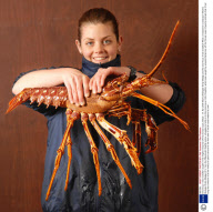 Enormous 4 kilo Crawfish caught in the English Channel off the Dorset coast, Britain - 01 Apr 2009