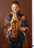 Enormous 4 kilo Crawfish caught in the English Channel off the Dorset coast, Britain - 01 Apr 2009