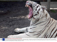 Little Girls Close Encounter with a Bengal Tiger at Cougar Mountain Zoo, in Washington, America - 07 May 2009
