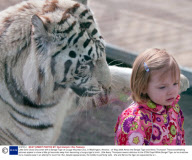 Little Girls Close Encounter with a Bengal Tiger at Cougar Mountain Zoo, in Washington, America - 07 May 2009