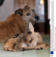 Derek, the Roe Deer Fawn found abandoned by two dogs, Secret World Animal Rescue Centre, Somerset, Britain - May 2009