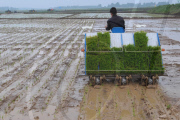 #(3)CHINA-ANHUI-RICE TRANSPLANTING-MECHANICS-PROMOTION(CN)
