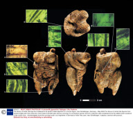 The Venus of Hohle Fels figurine is believed to be world's oldest depiction of a human figure, near Schelklingen, Germany - May 2009