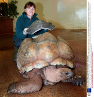 Timmy the Tortoise fitted with fibre-glass 'crash helmet' to protect hole in his shell, Paignton Zoo, Devon, Britain - 18 May 2009