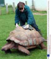 Timmy the Tortoise fitted with fibre-glass 'crash helmet' to protect hole in his shell, Paignton Zoo, Devon, Britain - 18 May 2009